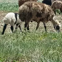 گوسفندو‌بره