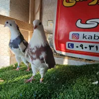 کبوتر ساعتی پرشی|پرنده|رامیان, |دیوار