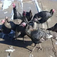 فروش بوقلمون|حیوانات مزرعه|شیروان (خراسان), |دیوار