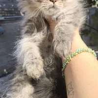 توله گربه نژاددار|گربه|شیراز, تندگویان|دیوار