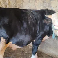 گاو|حیوانات مزرعه|مسجد سلیمان, |دیوار