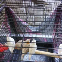 فنچ کینگ|پرنده|تهران, امام زاده عبدالله|دیوار