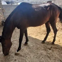 فروش اسب دره شوری