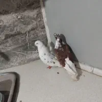 کبوتر غاره قرمز با سفید خال سیاه