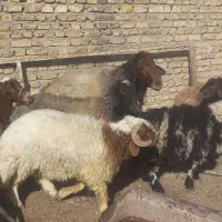 میش قوچ بره|حیوانات مزرعه|مبارکه, |دیوار