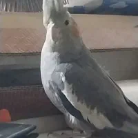 عروس هلندی|پرنده|شاهین‌شهر, گزبرخوار|دیوار