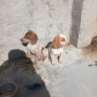 توله شکاری یا مخصوص دنبالن