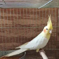 عروس هلندی|پرنده|اصفهان, کوی امیریه|دیوار