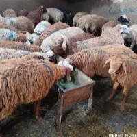 گوسفند زنده 6ماه کامل مناسب عقیقه .گوسفند خونی