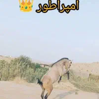 اسب نریان