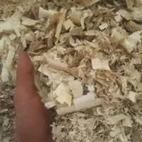 تامین کننده اصلی پوشال مرغداری تأمین عمده و جزعی