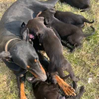 واگذاری توله