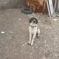 توله قدرجونی نگهبان