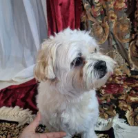 سگ واگذاری شناسنامه دار|سگ|تهران, سعادت‌آباد|دیوار