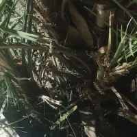 نهال حرما هلیلگی دان درشت