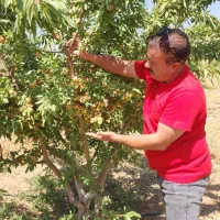 نهال بادام تونو|گل و گیاه طبیعی|یاسوج, |دیوار