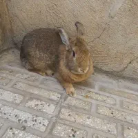 خرگوش