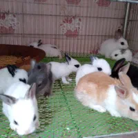 خرگوش مینیاتوری آپارتمانی|موش و خرگوش|تهران, هاشمی|دیوار