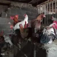 مرغ وخروس