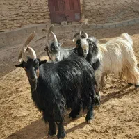 سه عدد دوبر فروشی|حیوانات مزرعه|عسگران, |دیوار