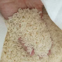 برنج اصل گیلان