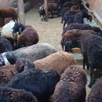 فروش بره نر وماده|حیوانات مزرعه|شاهین دژ, |دیوار