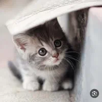 گربه
