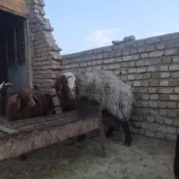 قوچ سالم و سلامت