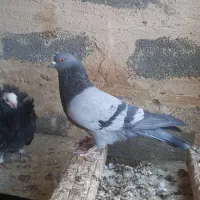 کفتر کاشونی سبز سدی|پرنده|شهرضا, |دیوار