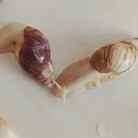 حلزون های رایگان|خزنده|قزوین, |دیوار