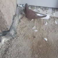 بهبهانی، شهری.|پرنده|شیراز, ماه فیروزان|دیوار