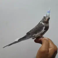 عروس هلندی سرلاکی نزدیک دان خور|پرنده|میناب, |دیوار