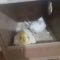 عروس هلندی|پرنده|اصفهان, حصه جنوبی|دیوار