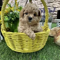 توی پودل / 2ماهه / تیکاپ|سگ|تهران, وردآورد|دیوار