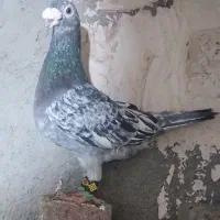 کبوتر