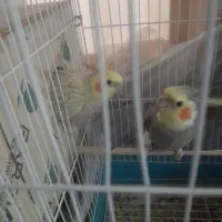 عروس و جوجه