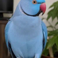 ملنگو‌ آبی نر