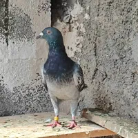 جفت نروماده پلاک|پرنده|خورموج, |دیوار