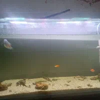 آکواریوم با ماهی|ماهی|بندرعباس, |دیوار