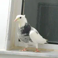 طوقی الماسی  ماده