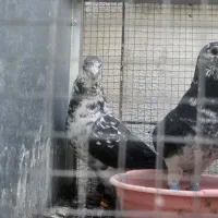جفتگاه  بزک آلمانی