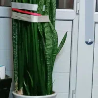 گل فروشی