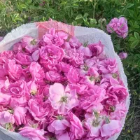 گلباخی
