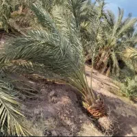 فروش هر نوع نخل با ضمانت معتبر قیمت عمده|خدمات باغبانی و درختکاری|یزد, |دیوار