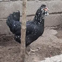 جوجه گلین لری اصیل و تخم گلین لری|حیوانات مزرعه|بندر انزلی, متروپل|دیوار