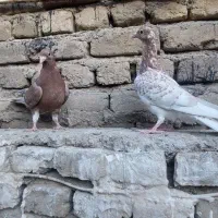 جوجه نامور
