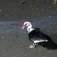 با سلام ۳عدد خروس واسه عدد اردک اسراییلی نر وماده|حیوانات مزرعه|لوندویل, |دیوار