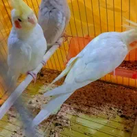 عروس هلندی خوشکل و ناناز|پرنده|شیراز, وزیرآباد|دیوار
