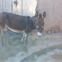 الاغ|حیوانات مزرعه|فیروزآباد (لرستان), |دیوار