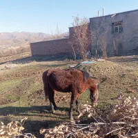 آسب یورغه|اسب و تجهیزات اسب‌سواری|مریوان, |دیوار